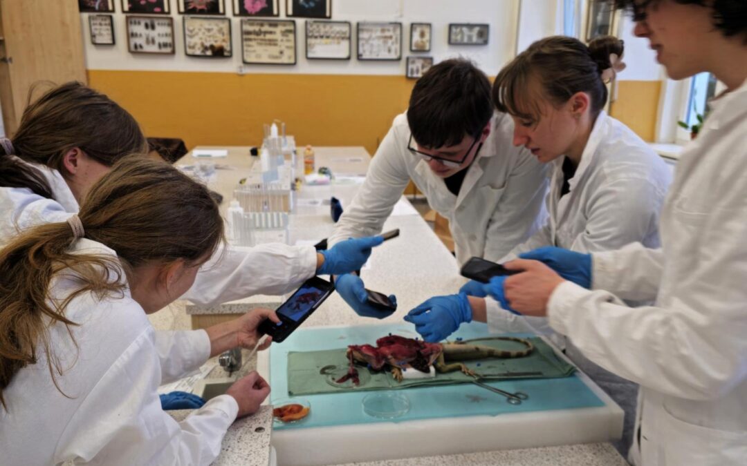 Pitva agamy kočinčinské